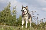 ALASKAN MALAMUTE 420